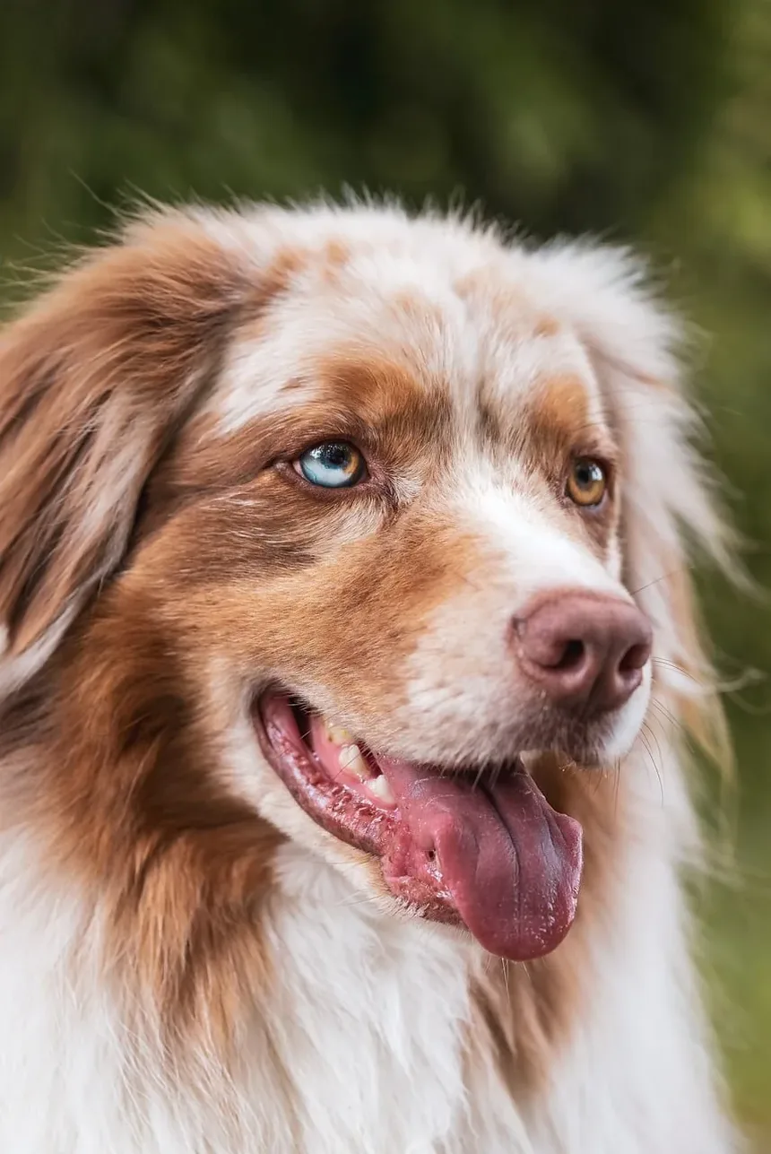 Melhor Dieta para Cães Alérgicos: Um Guia Completo