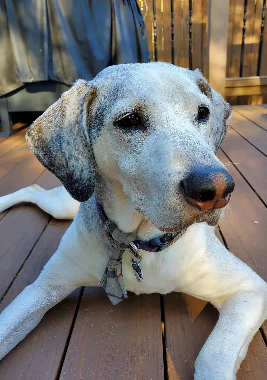 Melhor Ração para Beagle com Sobrepeso: Um Guia Completo