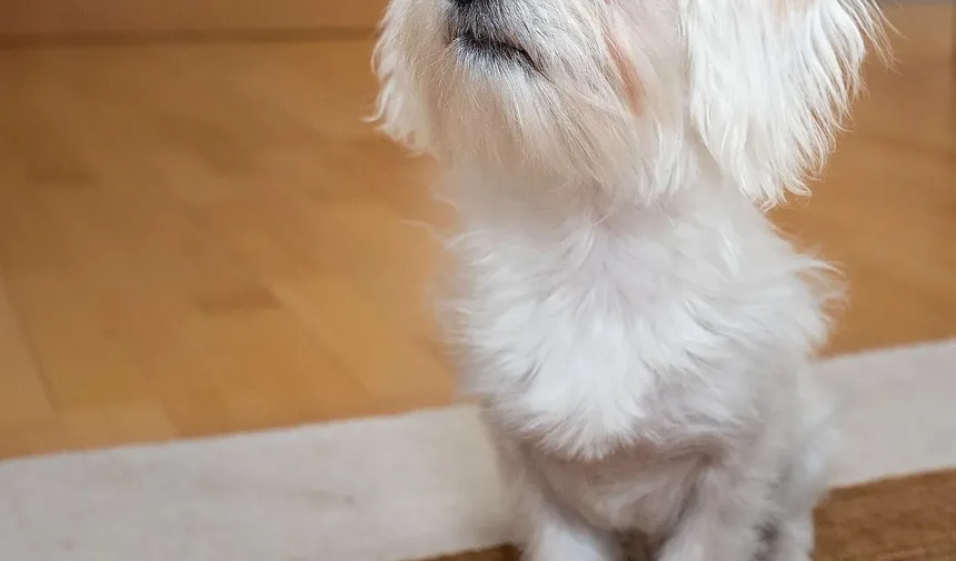 Melhor Ração para Border Collies com Sobrepeso: Um Guia Completo