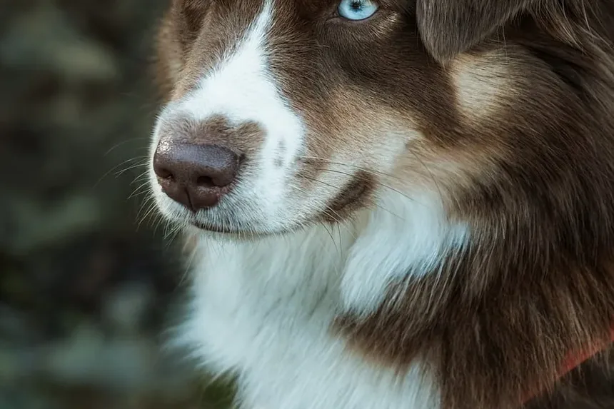 Melhor Ração para Border Collies com Sobrepeso: Um Guia Completo