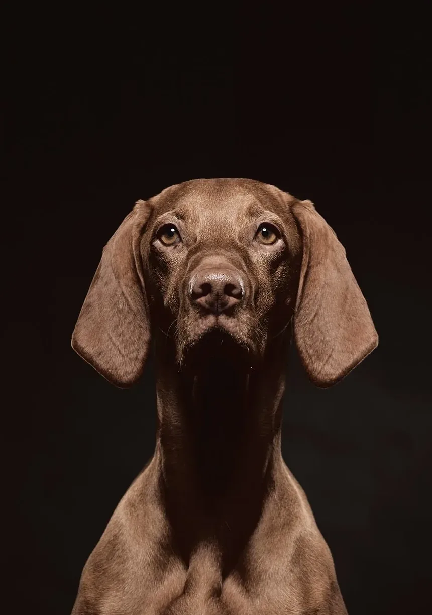 Melhor Medicina Natural para Alergias em Cães que Causam Infecções de Ouvido