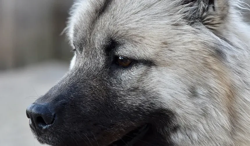 Melhor Medicina Natural para Alergias em Cães que Causam Infecções de Ouvido