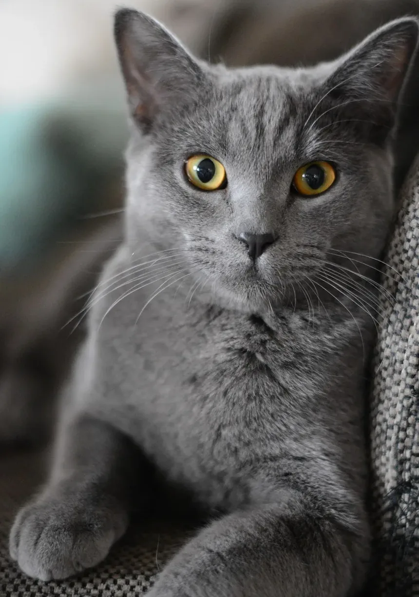 Os Gatos Podem Ter Problemas Oculares? Entendendo a Saúde Ocular Felina