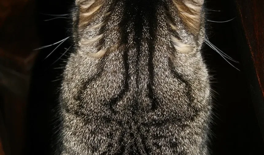 Os Gatos Podem Ter Problemas Oculares? Entendendo a Saúde Ocular Felina