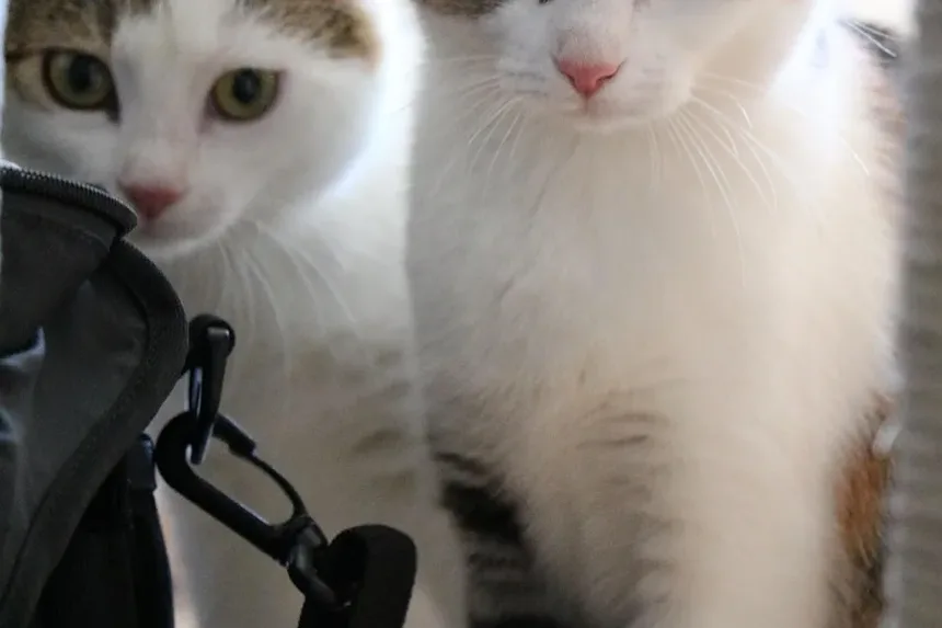 Os Gatos Podem Ter Problemas Oculares? Entendendo a Saúde Ocular Felina