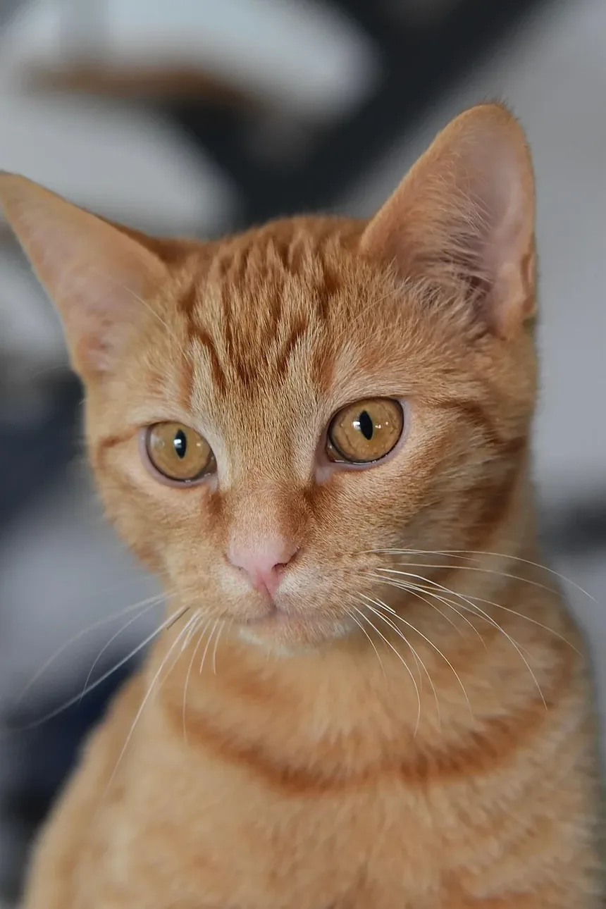 Remelas nos Olhos de Gato: Causas, Tratamento e Prevenção