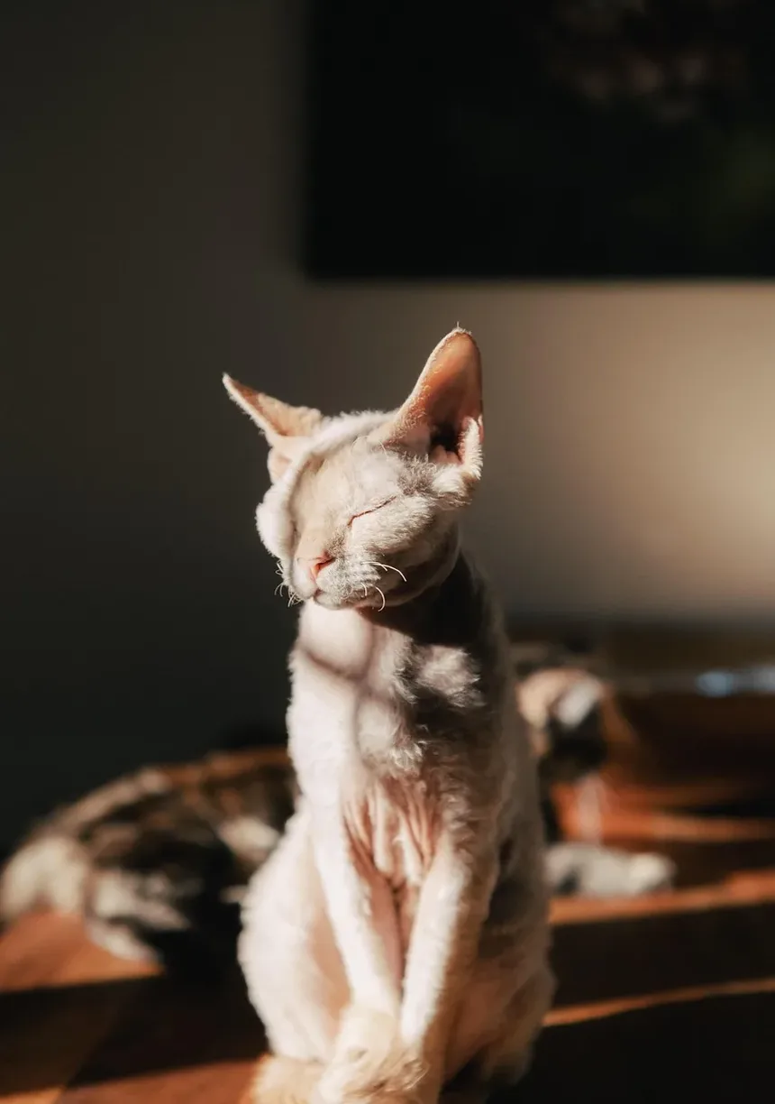 Remelas nos Olhos de Gato: Causas, Tratamento e Prevenção