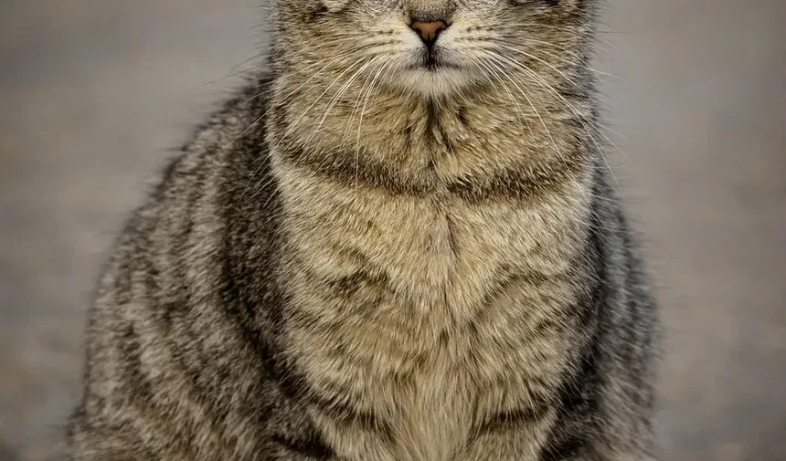 Remelas nos Olhos de Gato: Causas, Tratamento e Prevenção