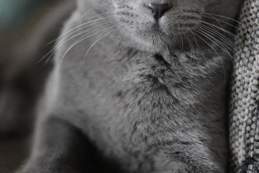 Remelas nos Olhos de Gato: Causas, Tratamento e Prevenção