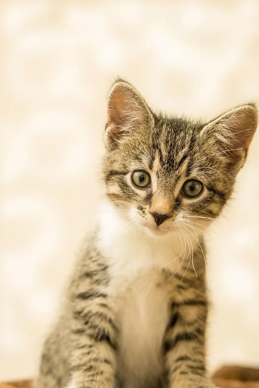 Secreção Ocular em Gatos: Causas, Sintomas e Tratamentos