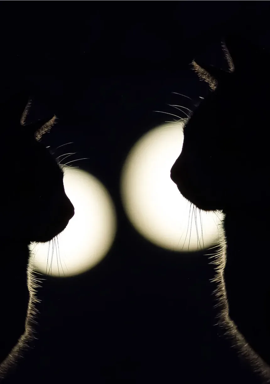 Secreção Ocular em Gatos: Causas, Sintomas e Tratamentos