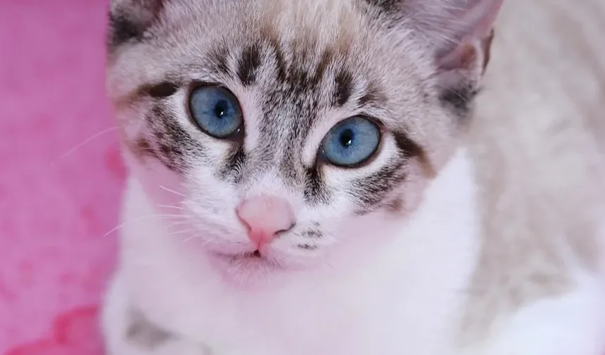 Secreção Ocular em Gatos: Causas, Sintomas e Tratamentos