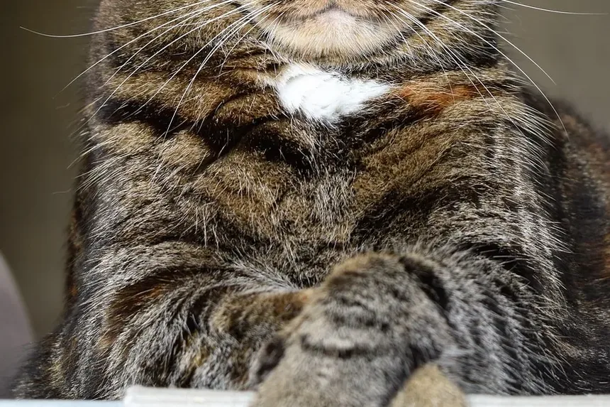 Secreção Ocular em Gatos: Causas, Sintomas e Tratamentos