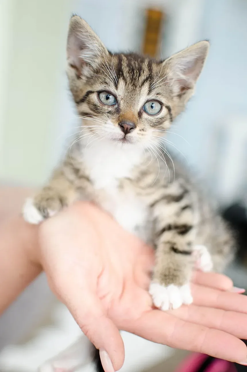 Tratamentos Eficazes para Gatos que Arranham a Pele até Ficar Irritada: Um Guia Completo