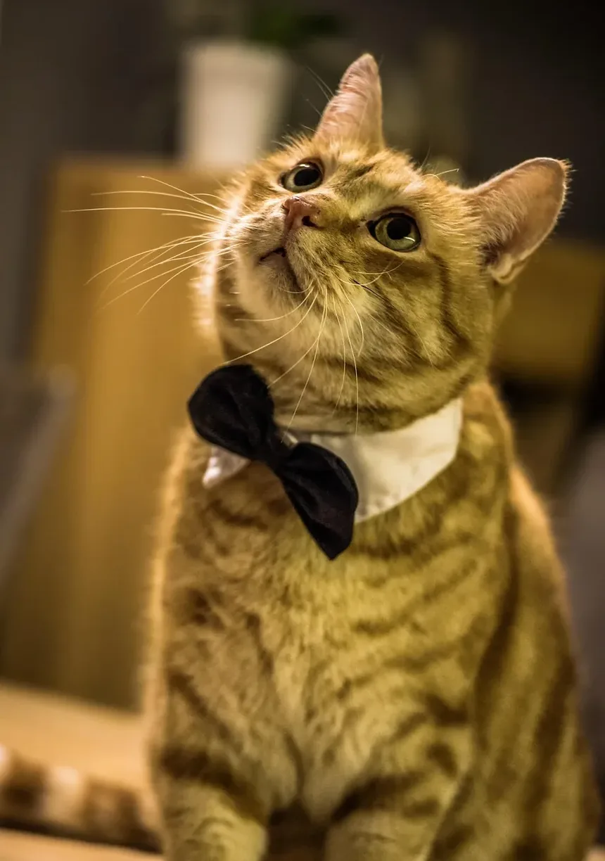 Tratamentos Eficazes para Gatos que Arranham a Pele até Ficar Irritada: Um Guia Completo