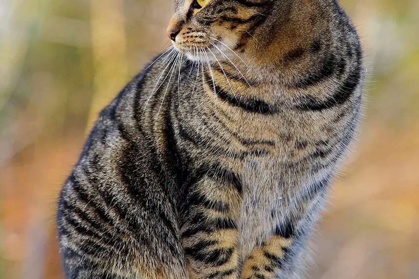 Tratamentos Eficazes para Gatos que Arranham a Pele até Ficar Irritada: Um Guia Completo