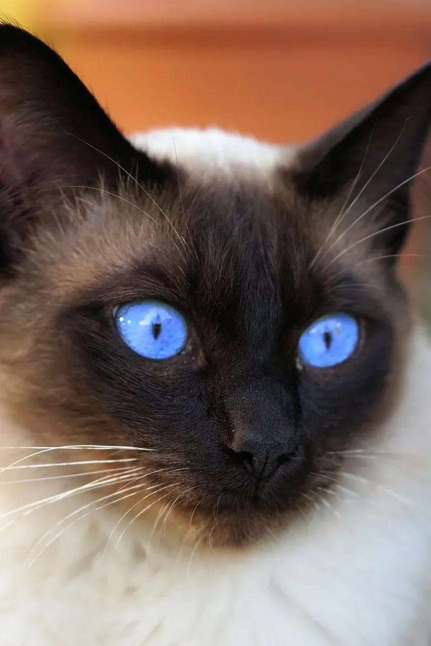 Métodos para Limpeza dos Dentes do Gato: Um Guia Completo