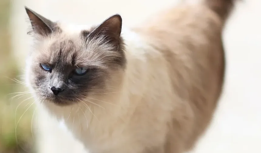 Métodos para Limpeza dos Dentes do Gato: Um Guia Completo