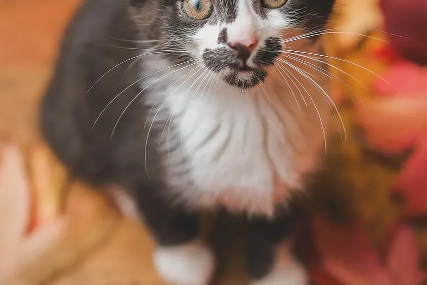 Métodos para Limpeza dos Dentes do Gato: Um Guia Completo