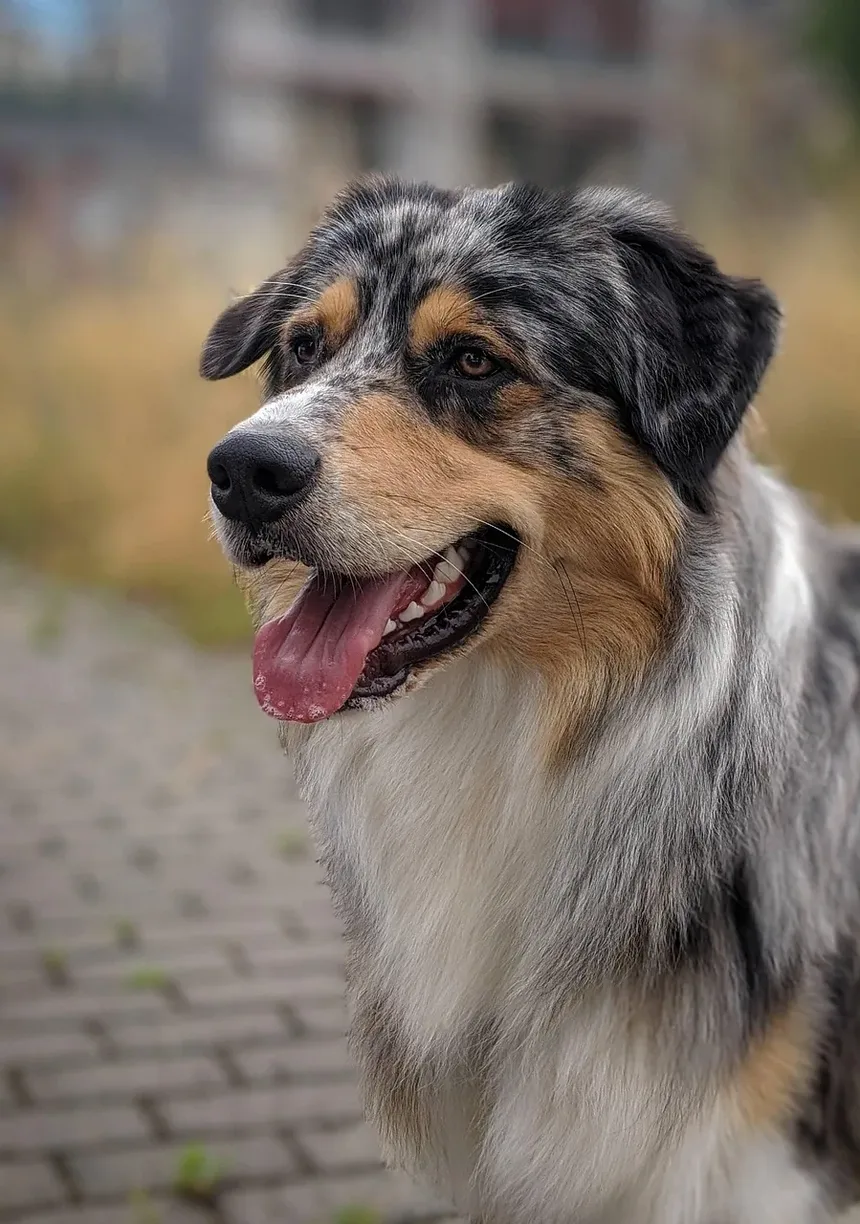Tratamento para Cães Alérgicos a Gatos: Compreendendo e Gerenciando Alergias