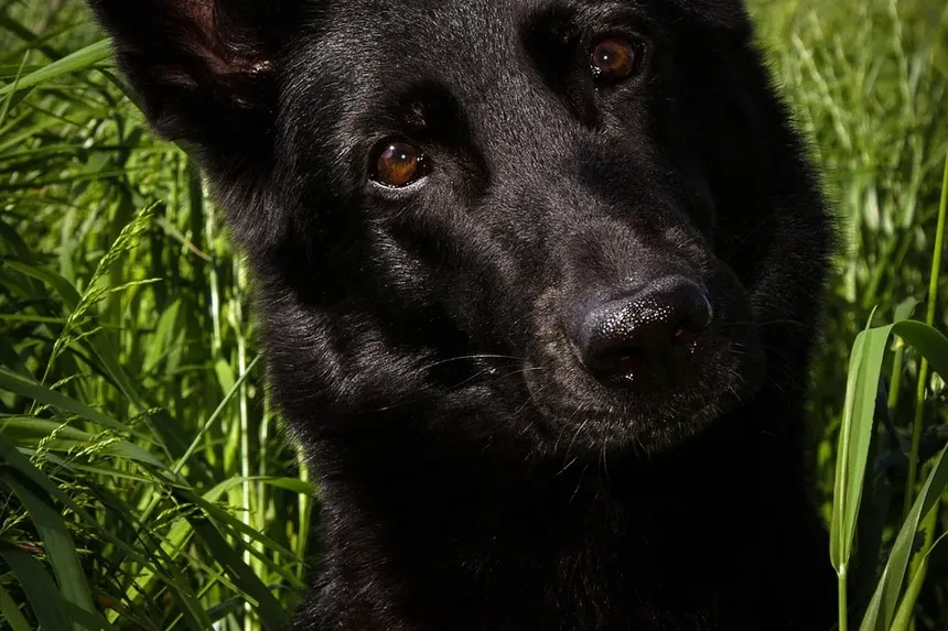 Alergia a Frango em Cães: Guia de Sintomas e Tratamento