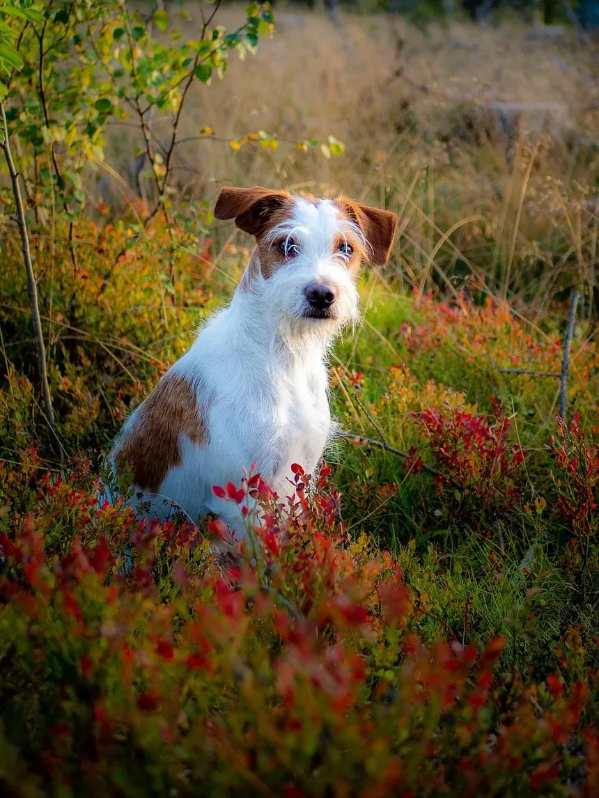 Tratamento Caseiro para Remoção de Remelas nos Olhos do Cachorro: Um Guia Completo