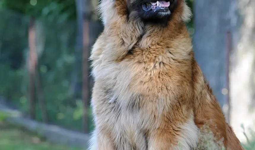Tratamento Caseiro para Remoção de Remelas nos Olhos do Cachorro: Um Guia Completo