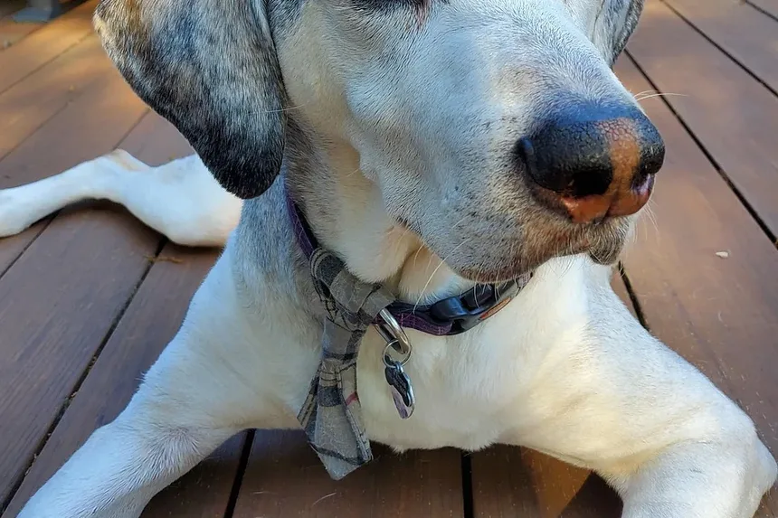 Tratamento Caseiro para Remoção de Remelas nos Olhos do Cachorro: Um Guia Completo