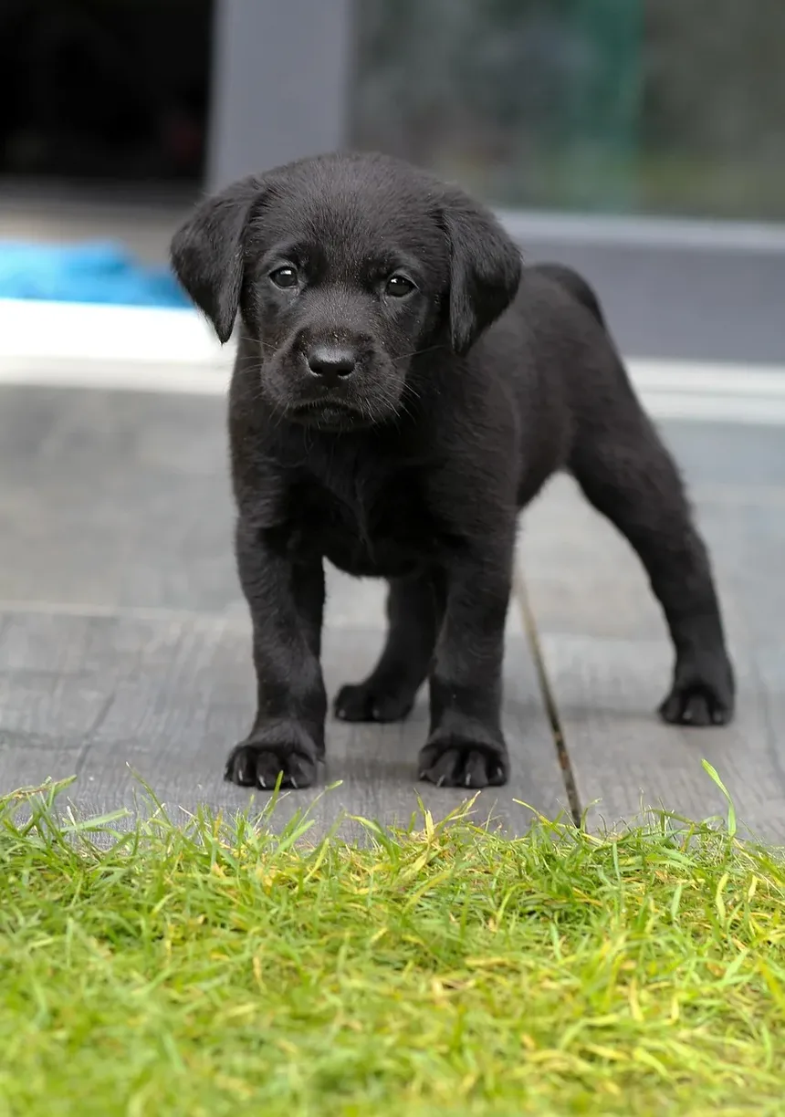 Remédio Caseiro para Coceira na Pele do Cachorro: Vinagre de Maçã