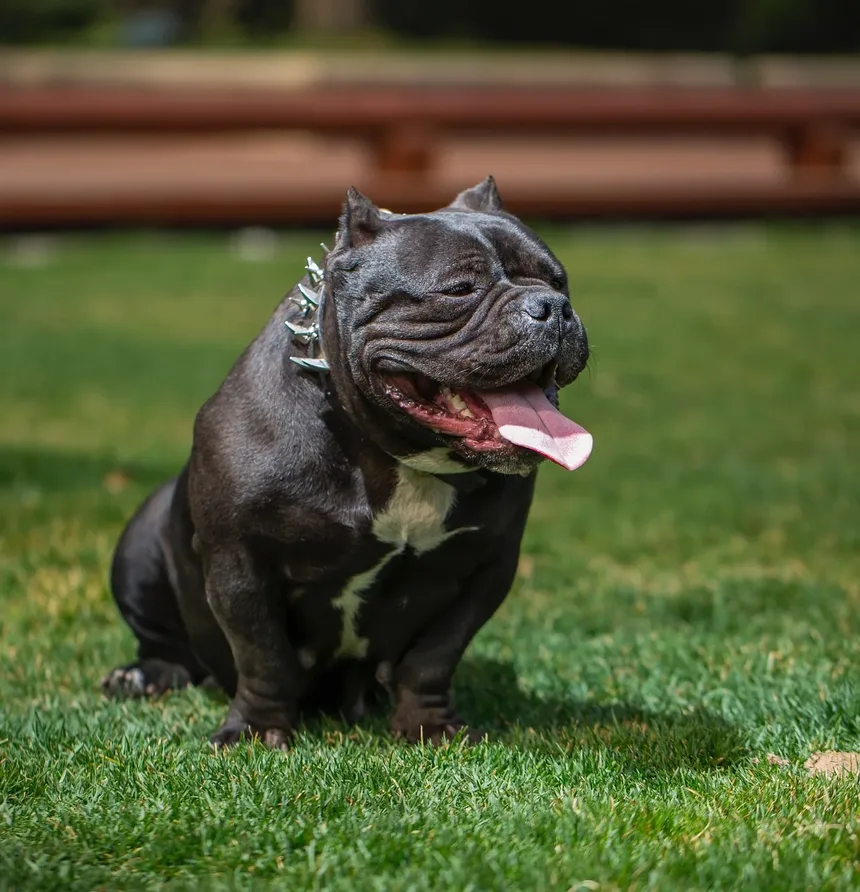 Sintomas e Tratamento de Alergias de Pele em Cães: Um Guia Completo