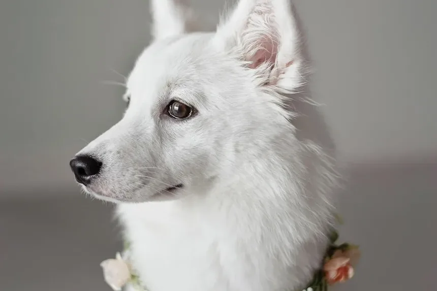 Sintomas e Tratamento de Alergias de Pele em Cães: Um Guia Completo