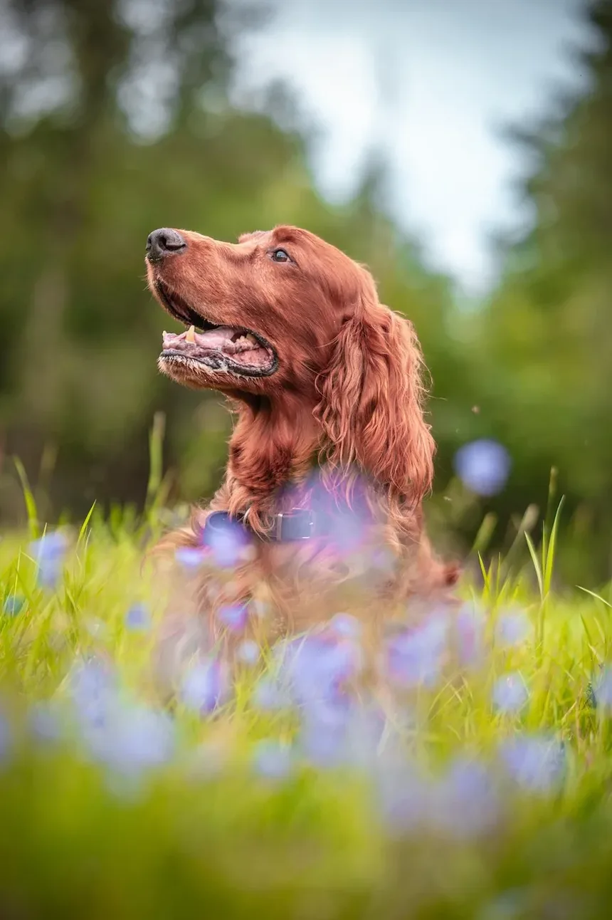Medicamento para Coceira na Pele de Cães por Alergia: Guia Completo de Tratamento