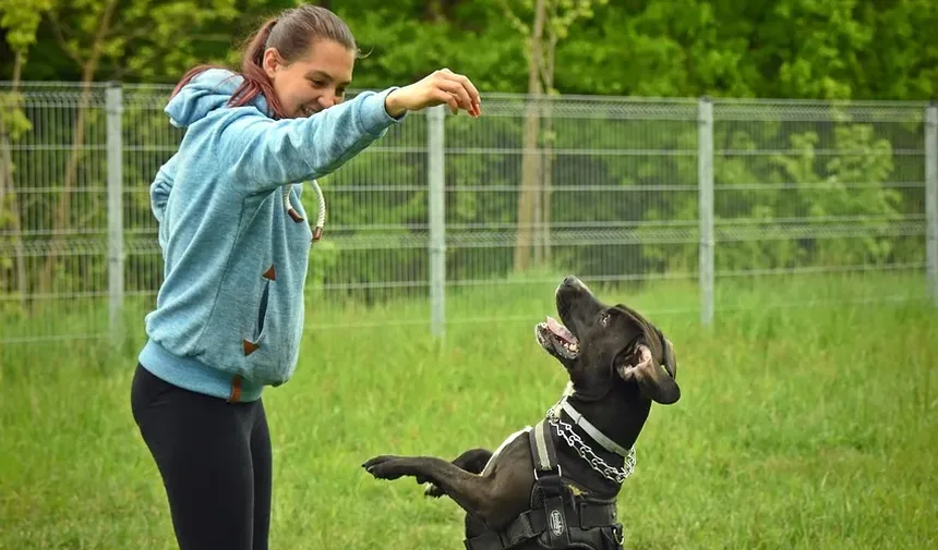 Medicamento para Coceira na Pele de Cães por Alergia: Guia Completo de Tratamento