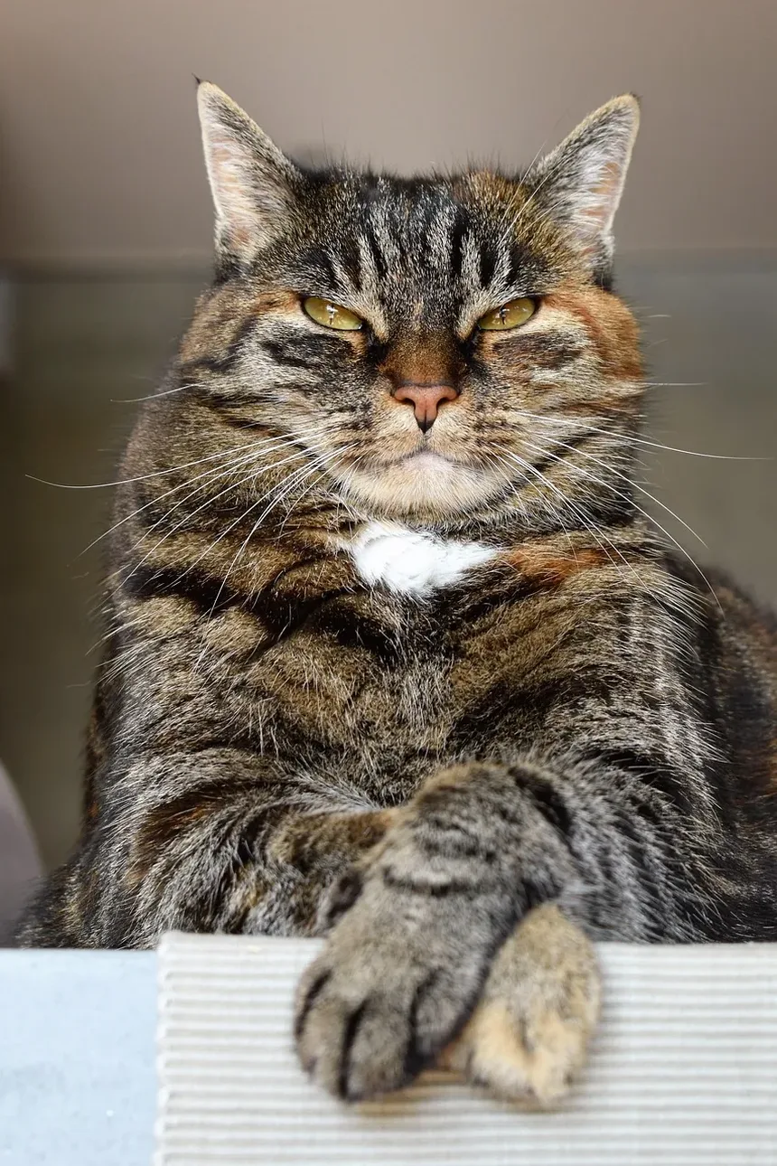 Compreendendo os Estágios Iniciais da Doença Renal em Gatos