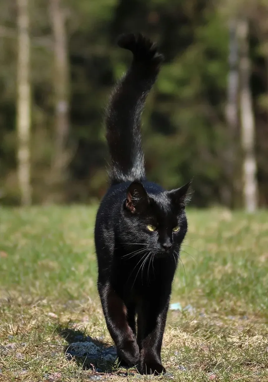 Compreendendo os Estágios Iniciais da Doença Renal em Gatos