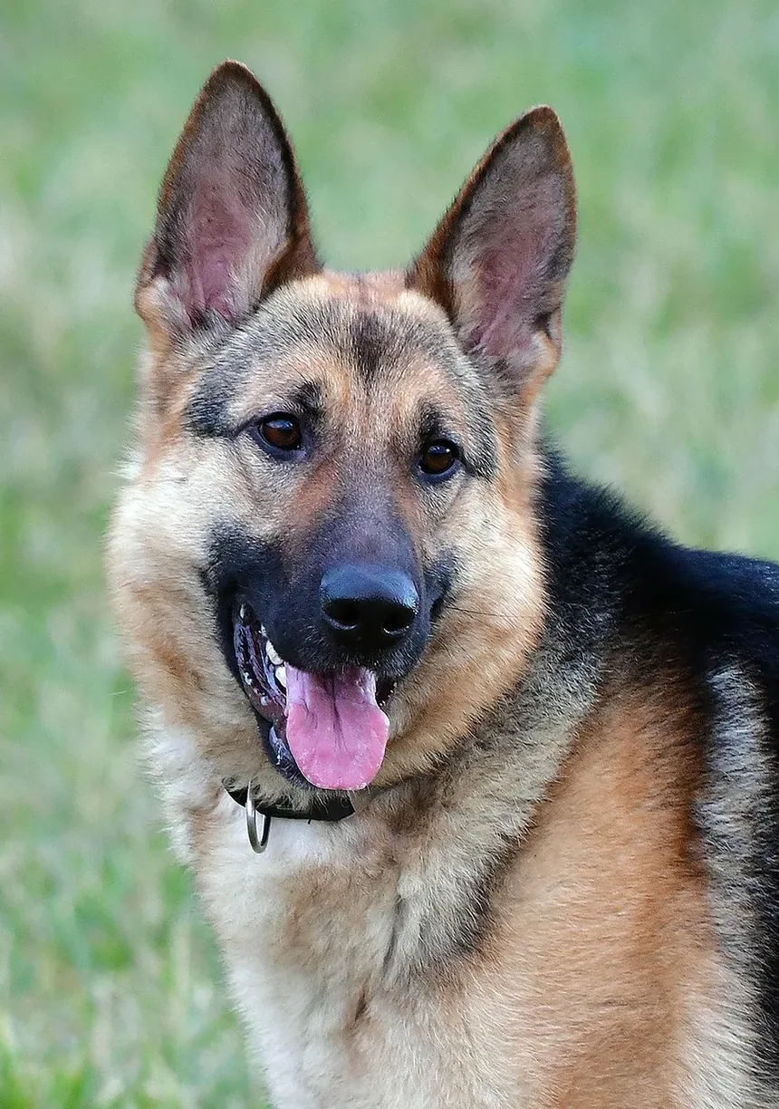 Como Meu Cão Pode Perder Peso Sem Exercício em Casa?