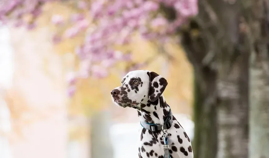 Como Meu Cão Pode Perder Peso Sem Exercício em Casa?
