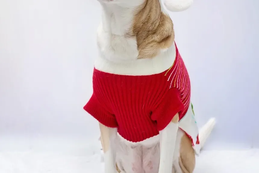 Como Meu Cão Pode Perder Peso Sem Exercício em Casa?