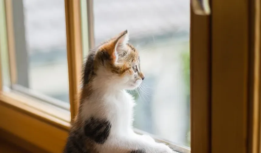 Como Saber Se Meu Gato Tem Doença Dental?