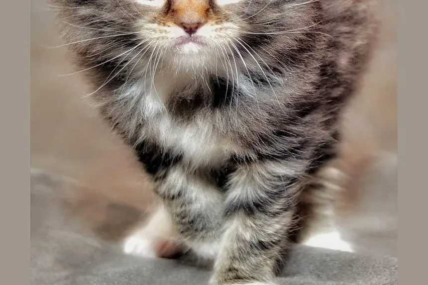 Como Saber Se Meu Gato Tem Doença Dental?
