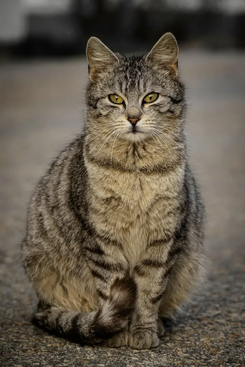 Como Saber Se Meu Gato Tem Vermes no Estômago?