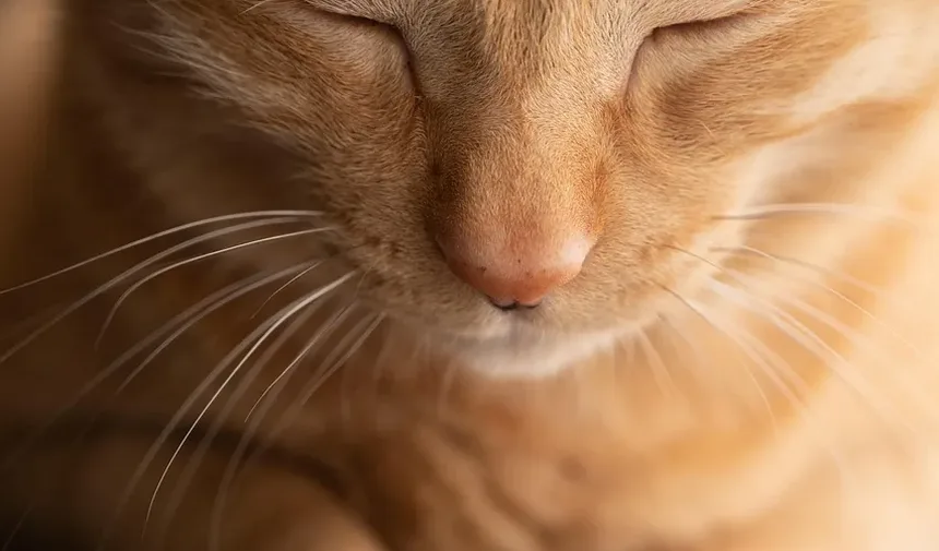 Como Saber Se Meu Gato Tem Vermes no Estômago?