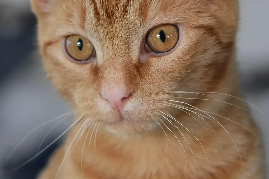 Como Saber Se Meu Gato Tem Vermes no Estômago?
