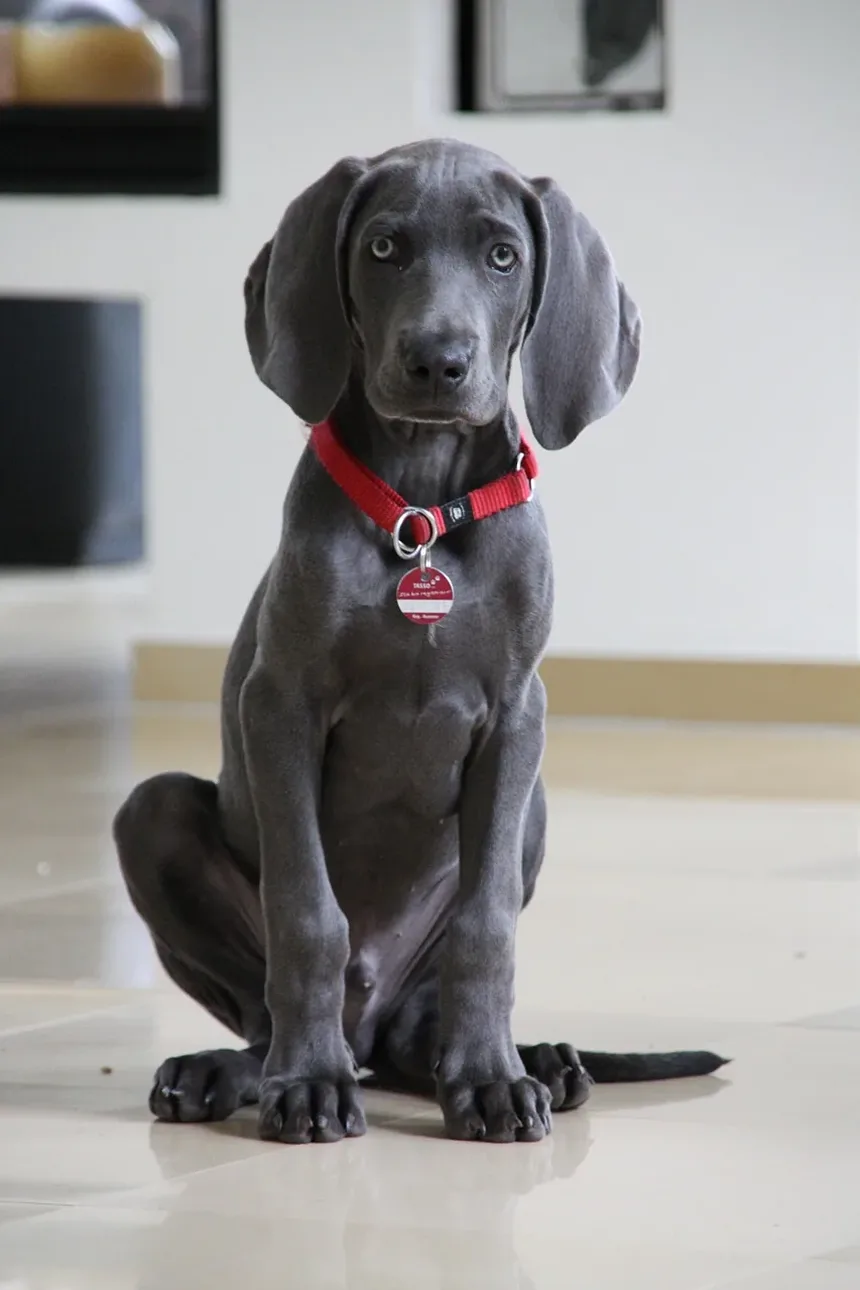 Quanto Tempo Demora para os Sintomas de Picada de Carrapato Aparecerem em Cães?