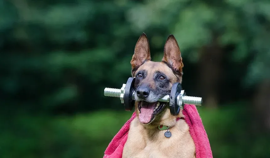 Quanto Tempo Demora para os Sintomas de Picada de Carrapato Aparecerem em Cães?