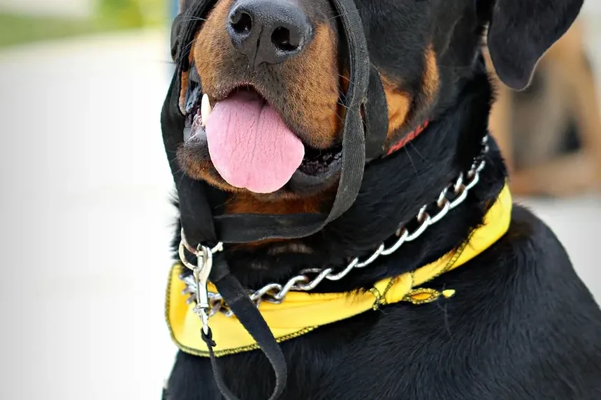 Quanto Tempo Demora para os Sintomas de Picada de Carrapato Aparecerem em Cães?