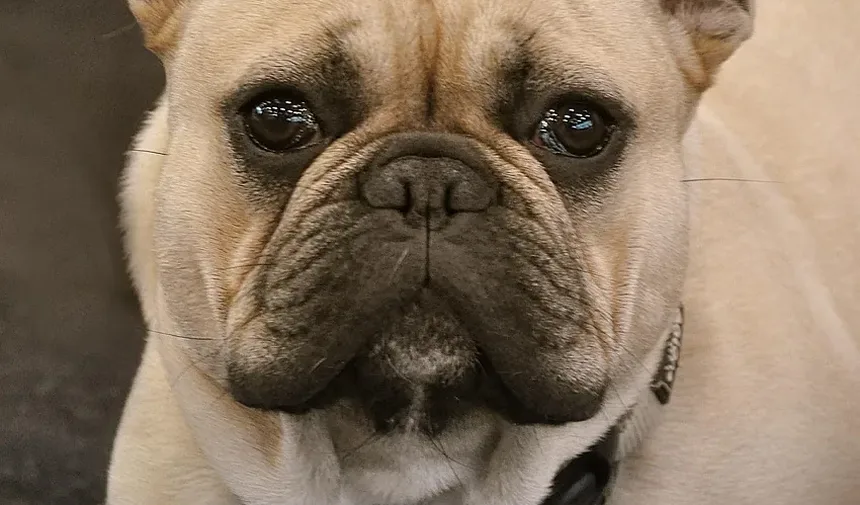 Quanto Caminhar para Ajudar Meu Cão a Perder Peso