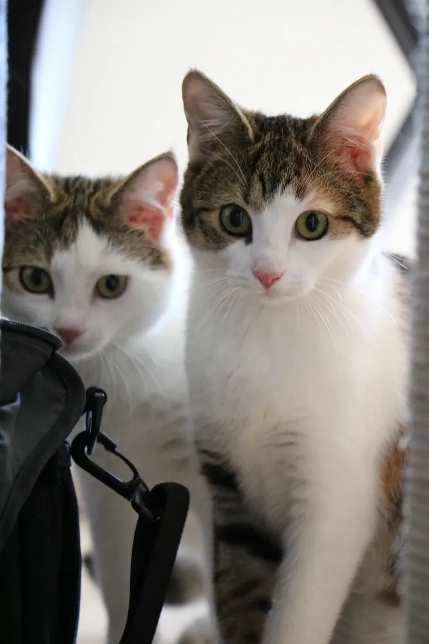 Com que Frequência Tratar Gatos para Parasitas: Um Guia Completo