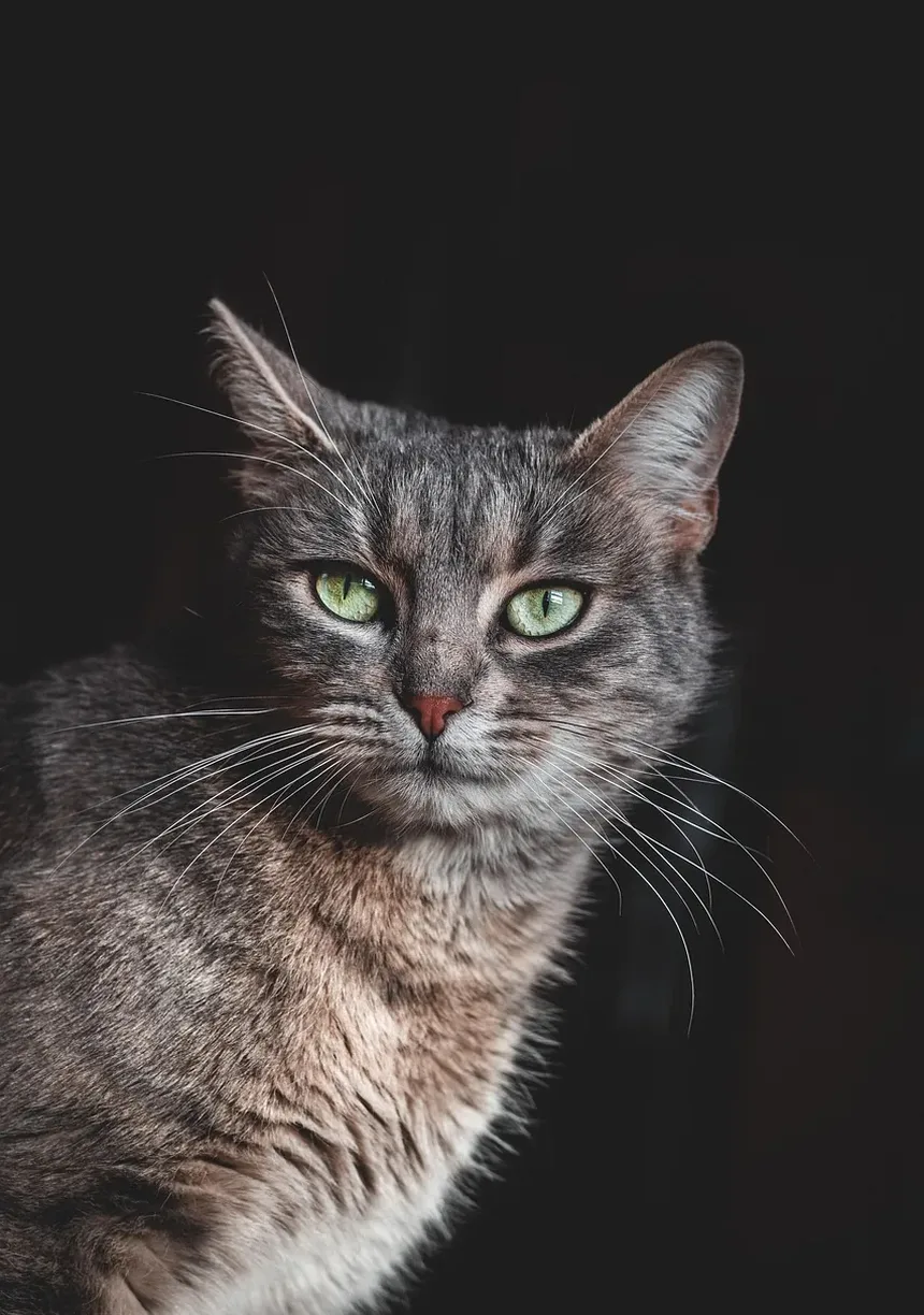Com que Frequência Tratar Gatos para Parasitas: Um Guia Completo