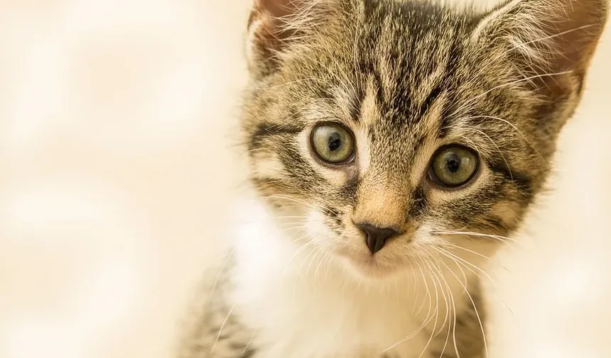 Com que Frequência Tratar Gatos para Parasitas: Um Guia Completo